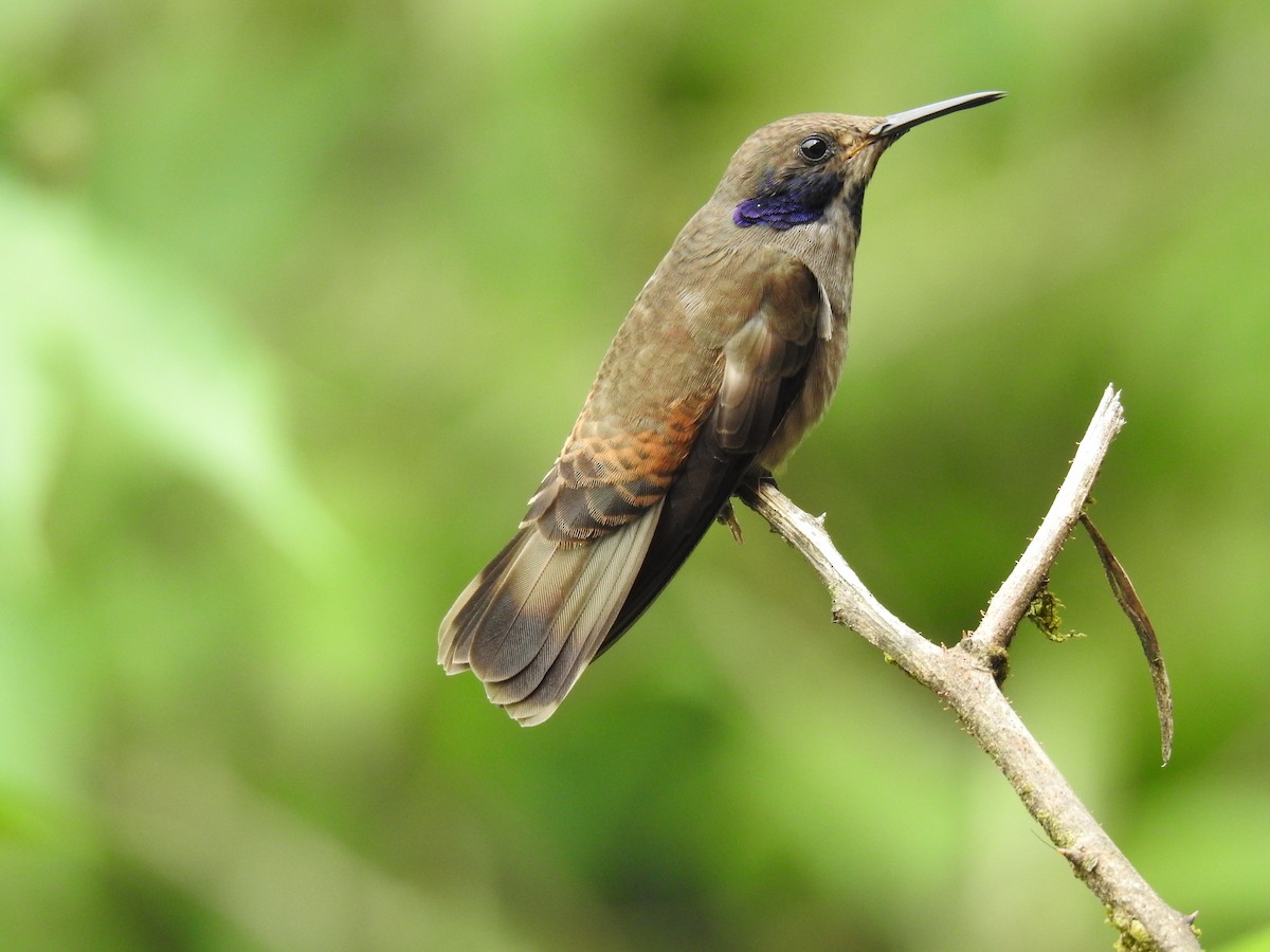 kolibřík fialovouchý - ML618983430