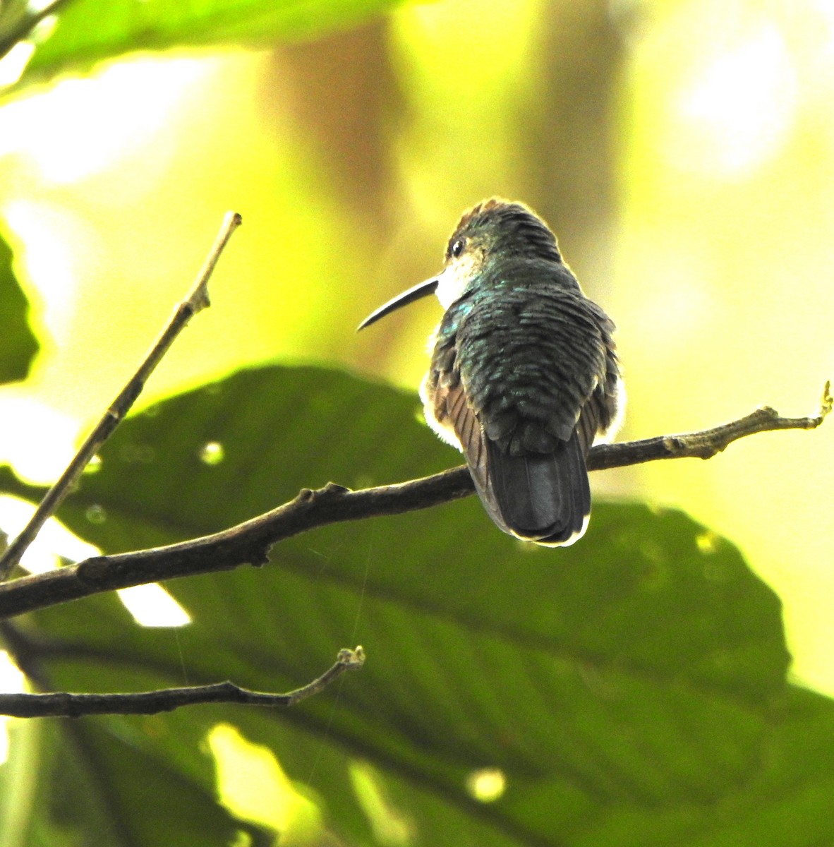 kolibřík modrobradý - ML618983465