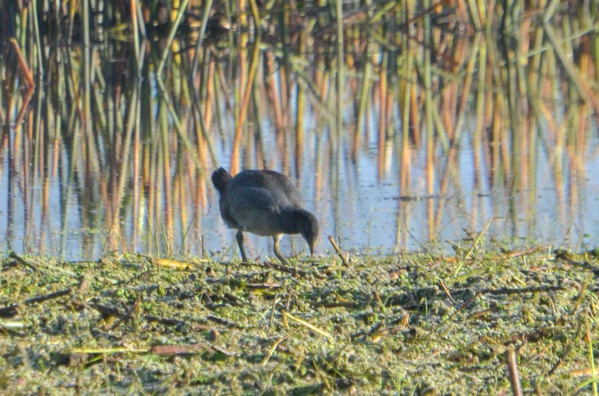 Red-fronted Coot - ML618983489