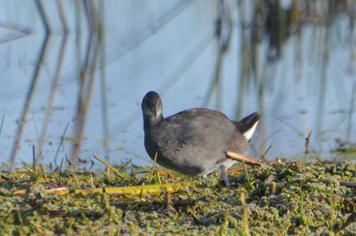 Red-fronted Coot - ML618983491