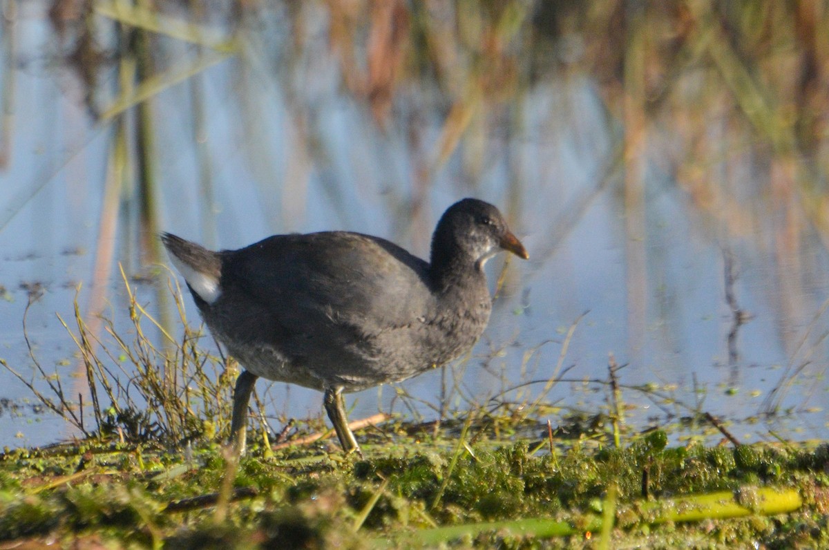 Red-fronted Coot - ML618983492