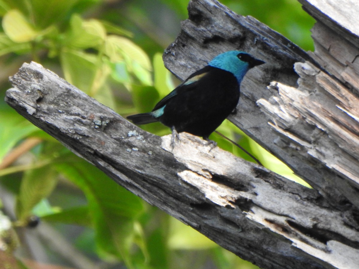 Blue-necked Tanager - ML618983505