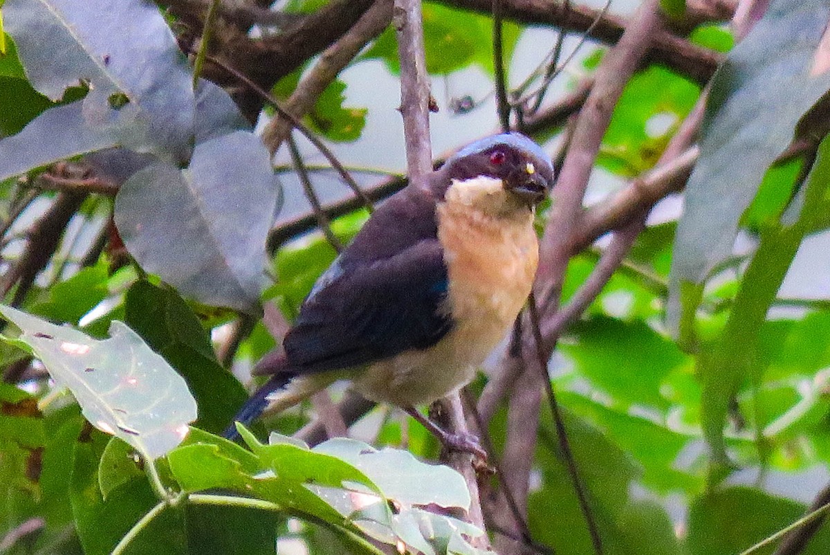 Fawn-breasted Tanager - ML618983508