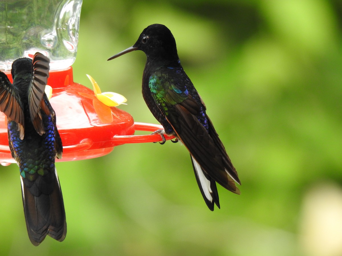 kolibřík hyacintový - ML618983547