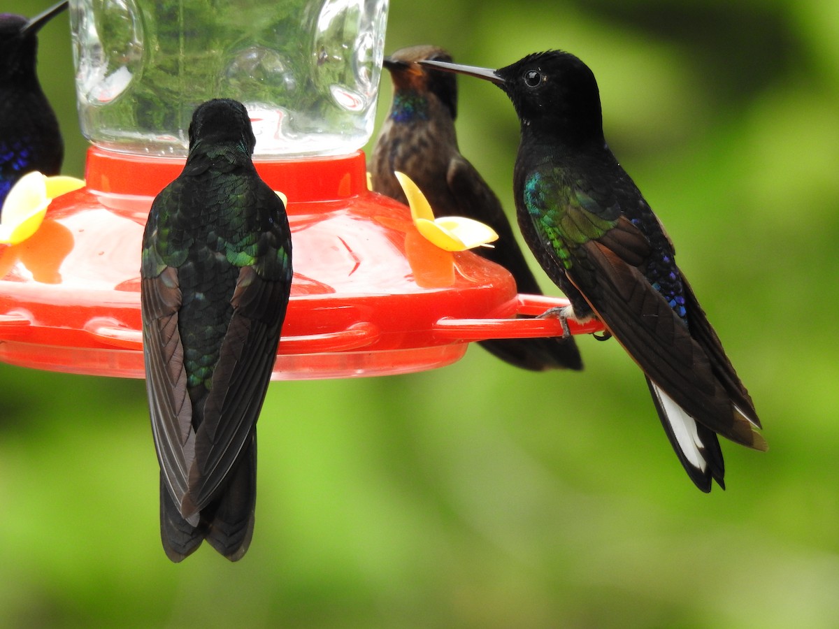 kolibřík hyacintový - ML618983549