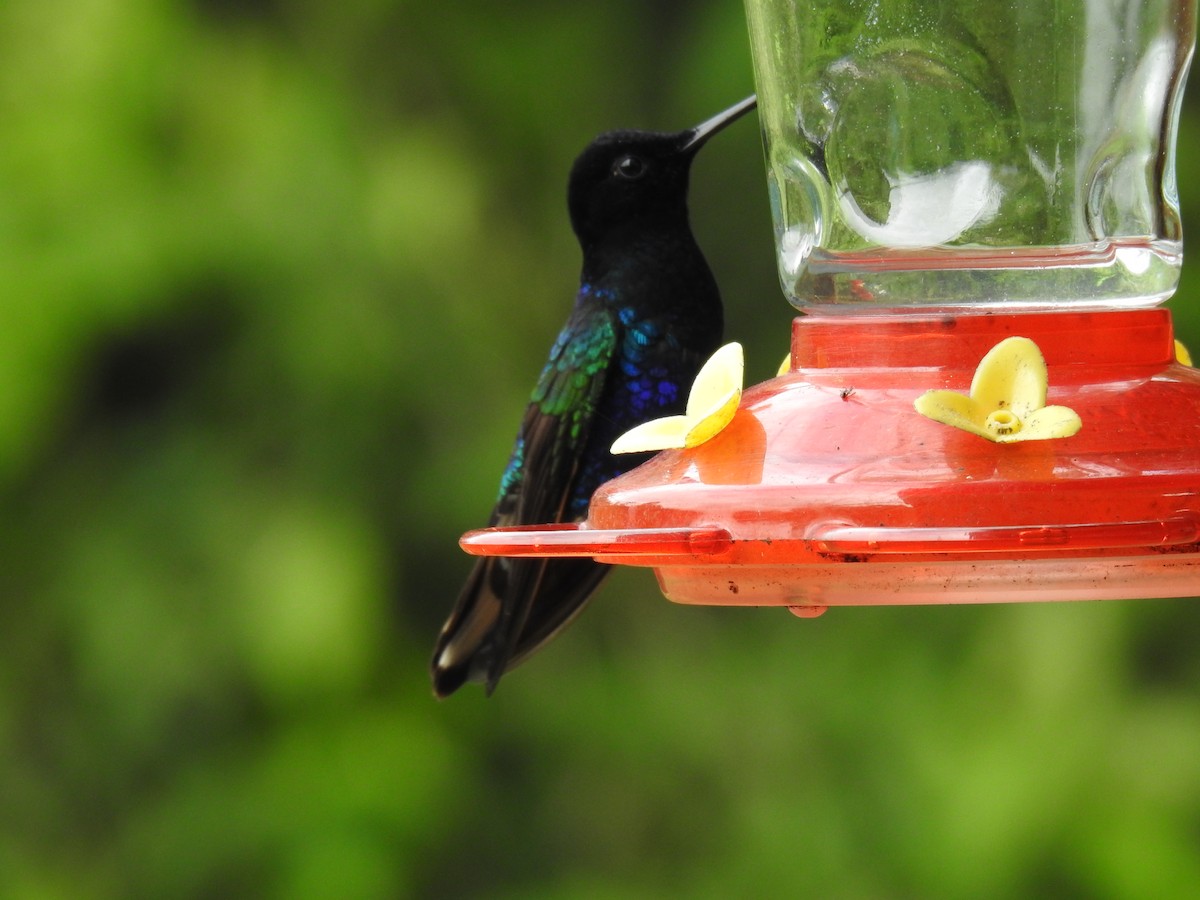 kolibřík hyacintový - ML618983550