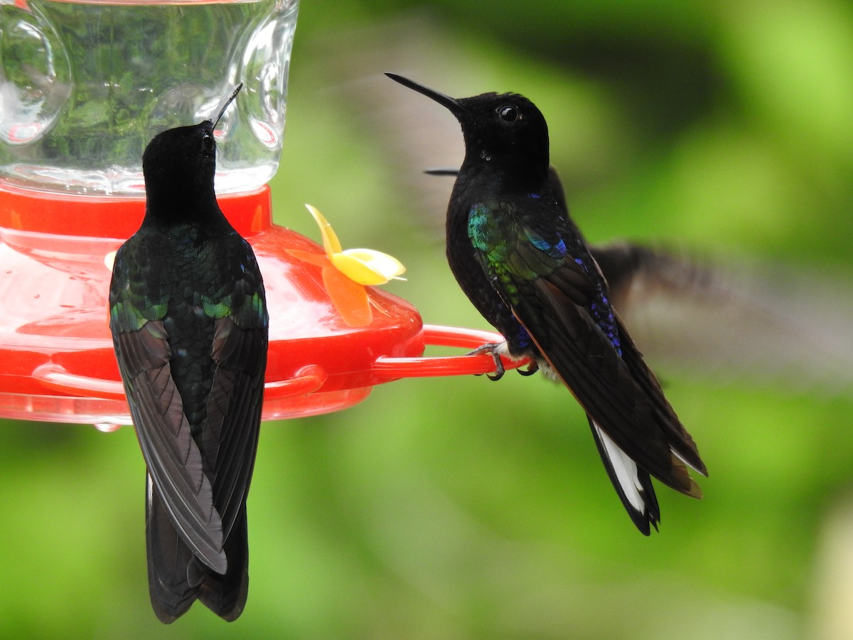 kolibřík hyacintový - ML618983552