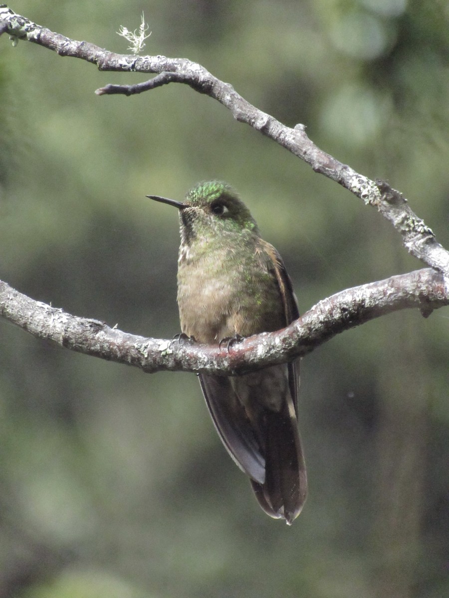 kolibřík hnědobrvý - ML618983565