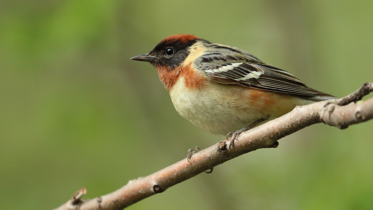 Bay-breasted Warbler - ML618983578