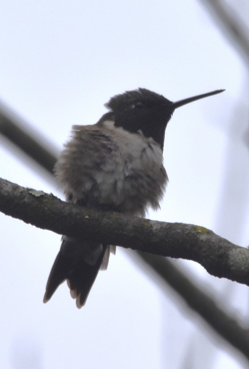 Ruby-throated Hummingbird - ML618983579