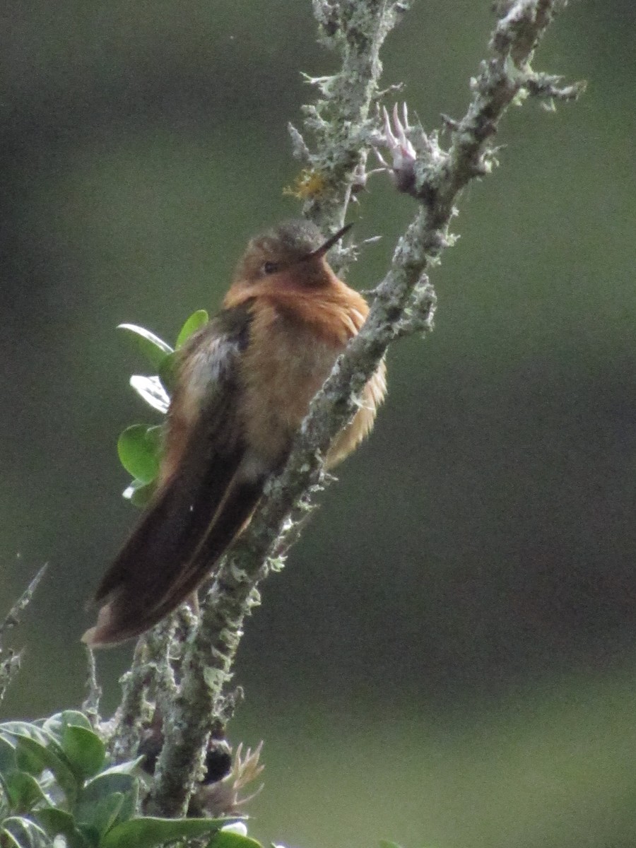 kolibřík duhovohřbetý - ML618983580