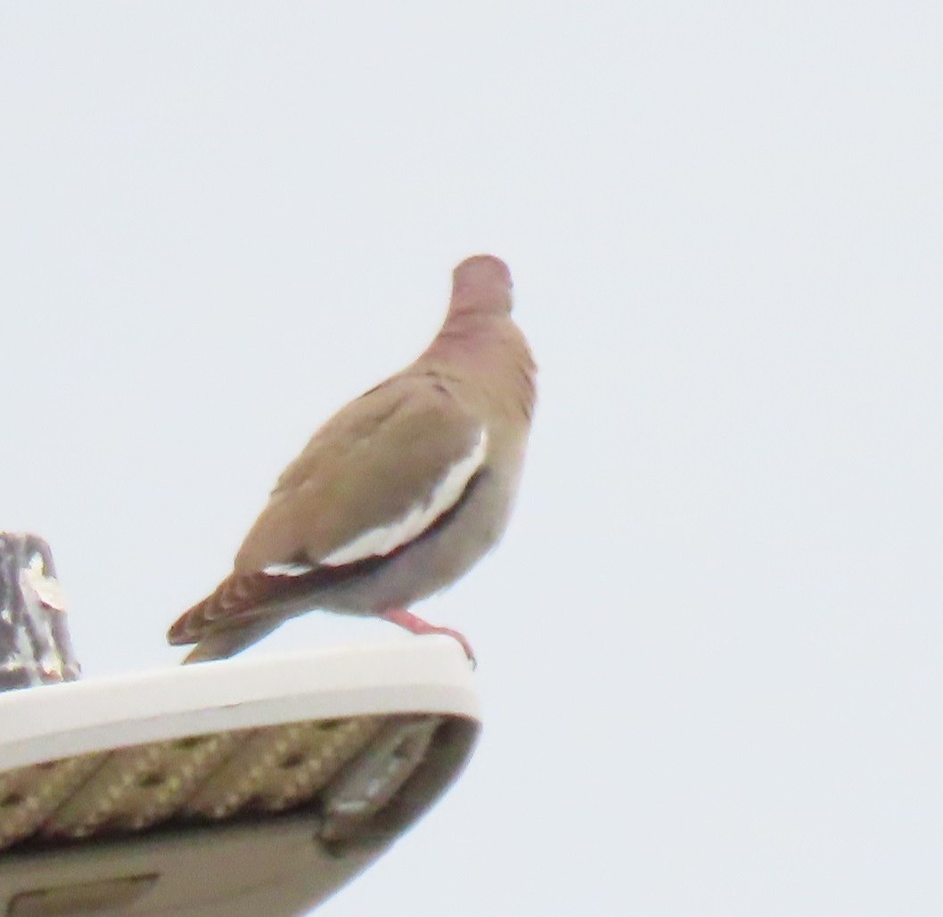 White-winged Dove - ML618983593
