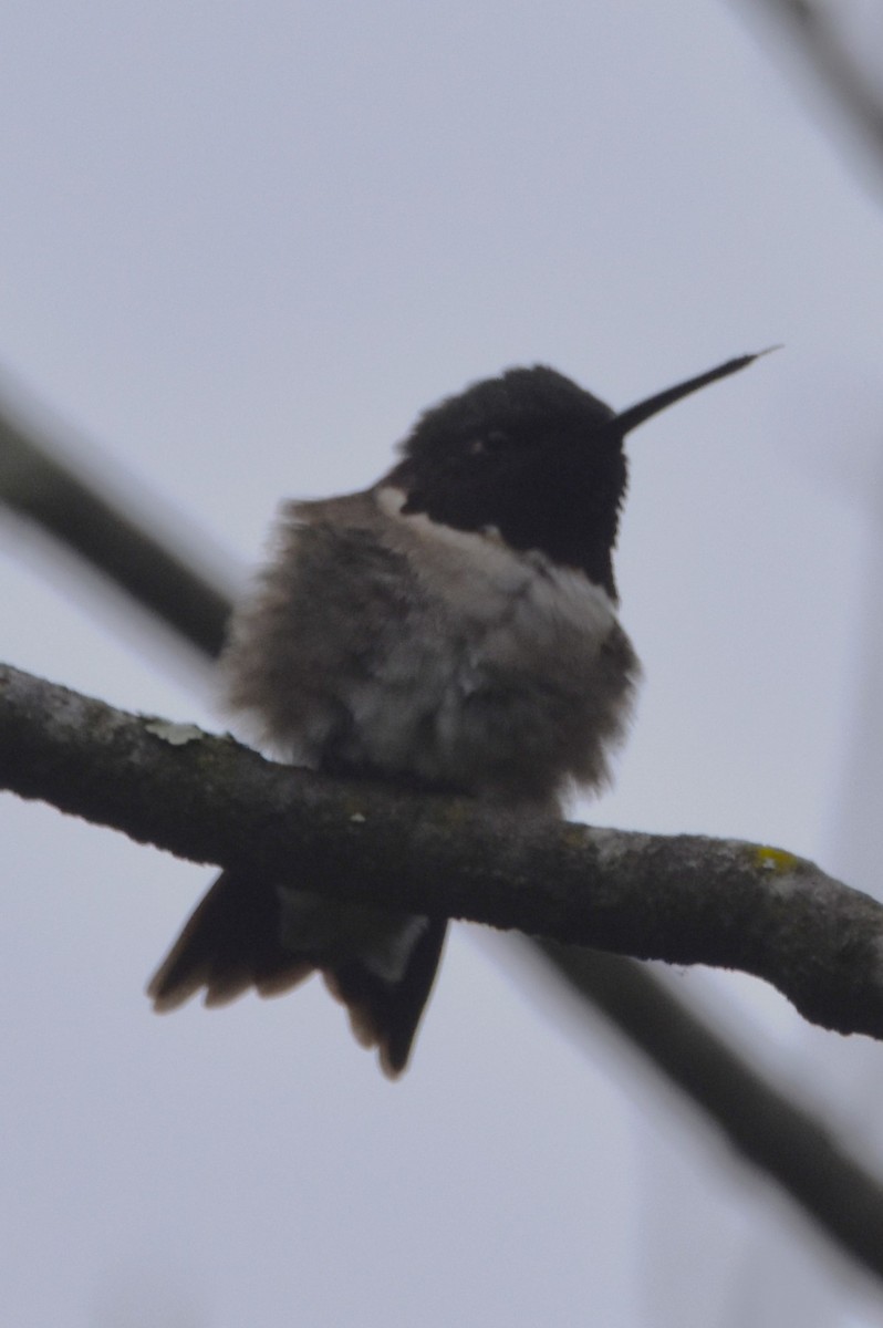 Ruby-throated Hummingbird - Old Sam Peabody