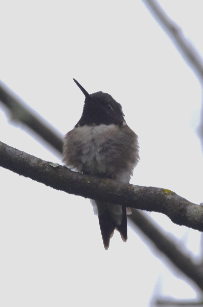 Ruby-throated Hummingbird - ML618983595