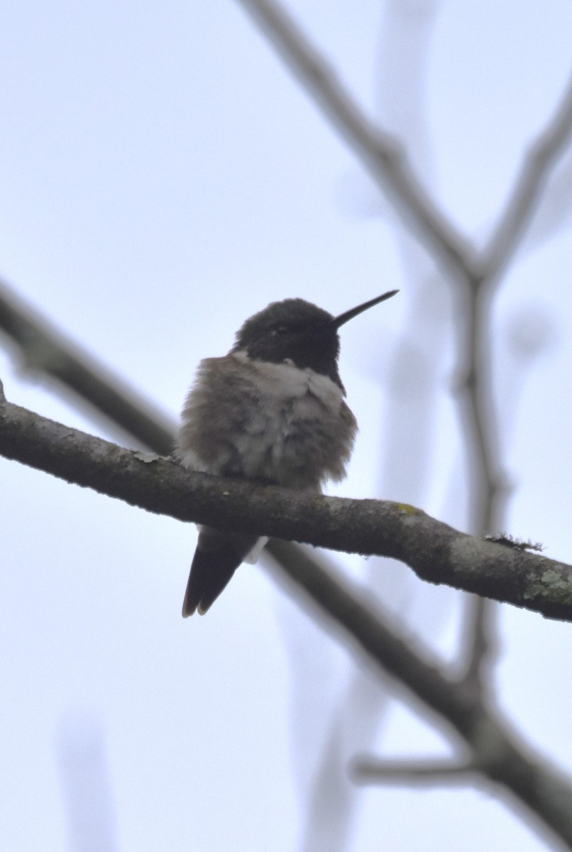 Ruby-throated Hummingbird - Old Sam Peabody