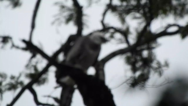 Harpy Eagle - ML618983599