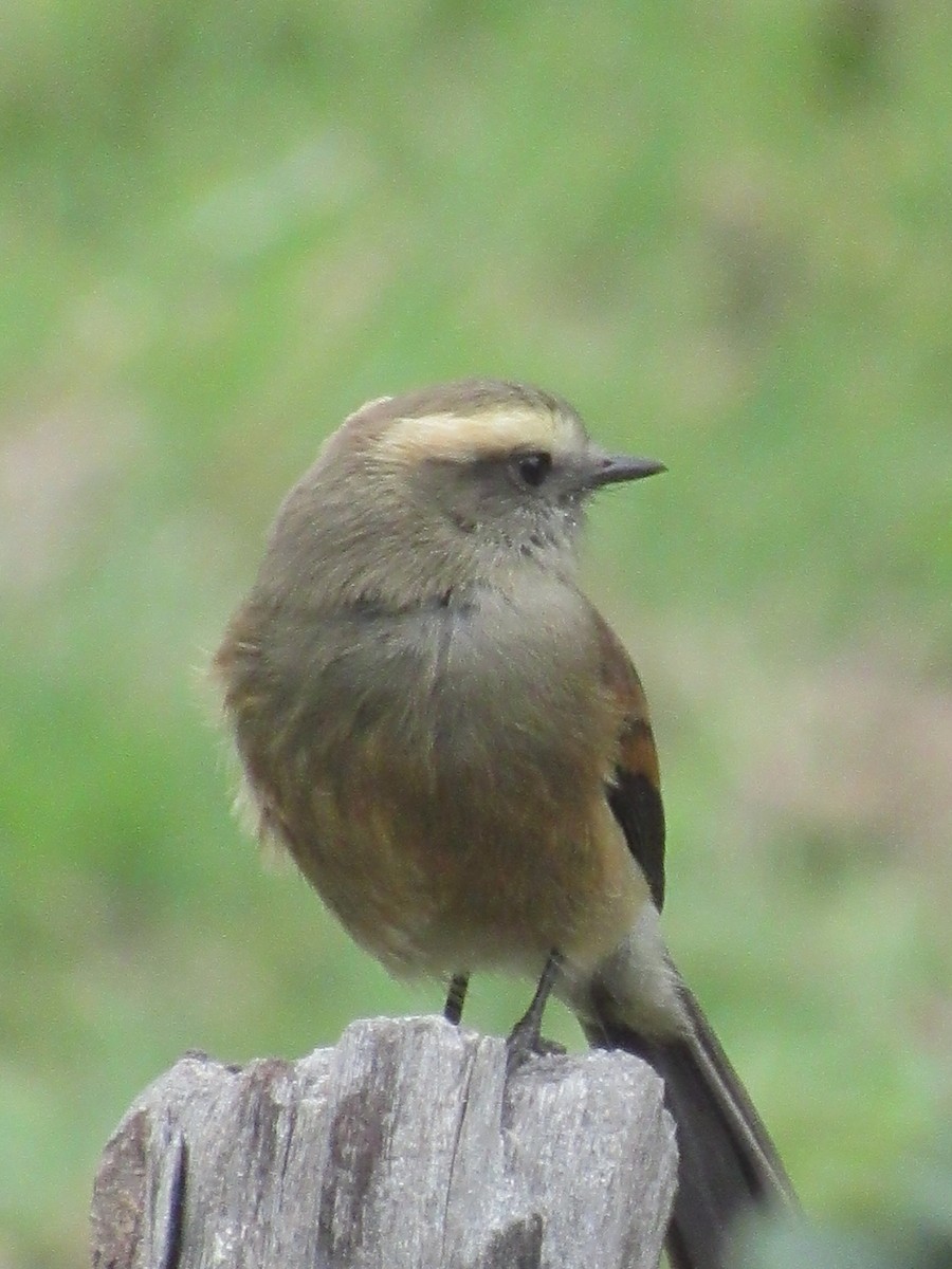Brown-backed Chat-Tyrant - ML618983625