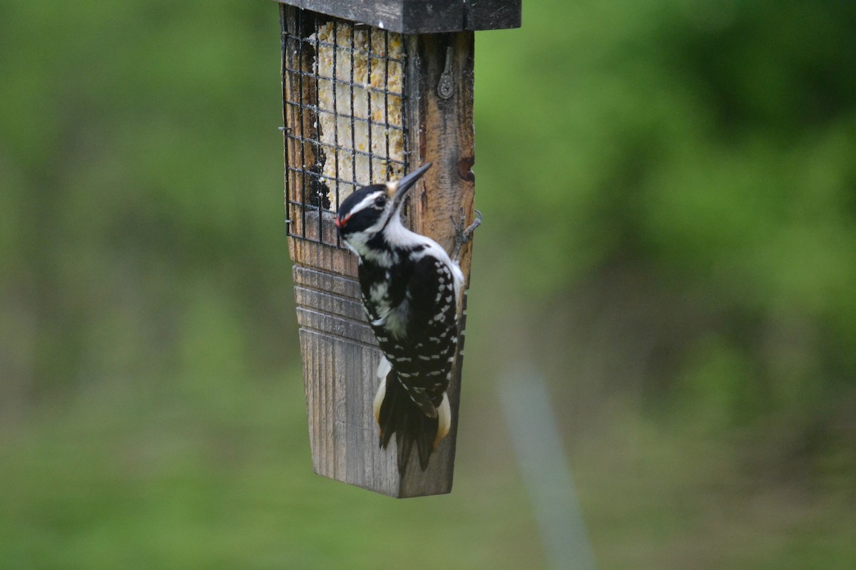 Downy Woodpecker - ML618983630