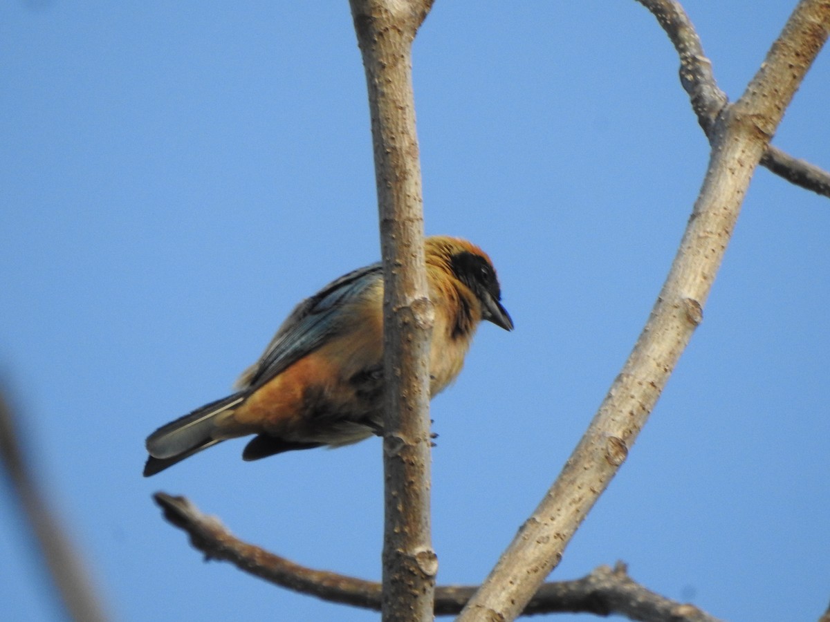 Burnished-buff Tanager - ML618983658