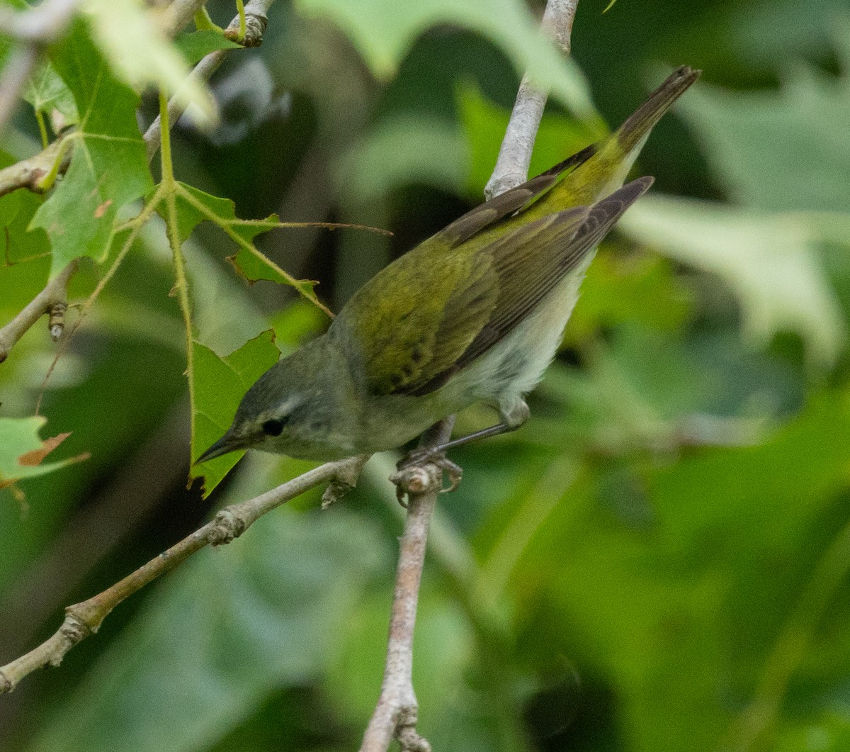 Tennessee Warbler - Roy Freese