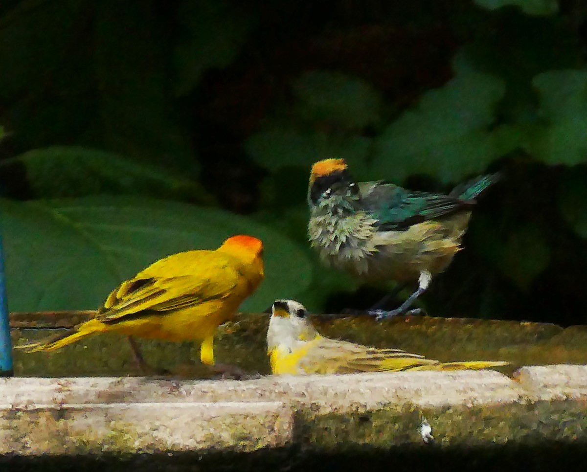 Burnished-buff Tanager - ML618983855
