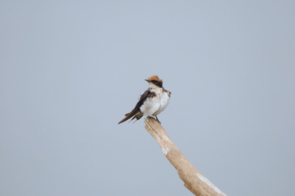 Wire-tailed Swallow - ML618983884