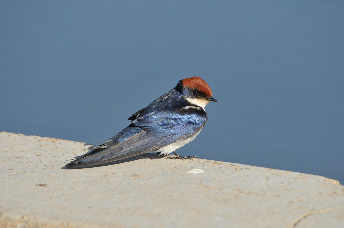 Wire-tailed Swallow - ML618983886