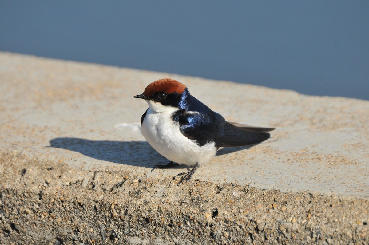 Wire-tailed Swallow - ML618983887