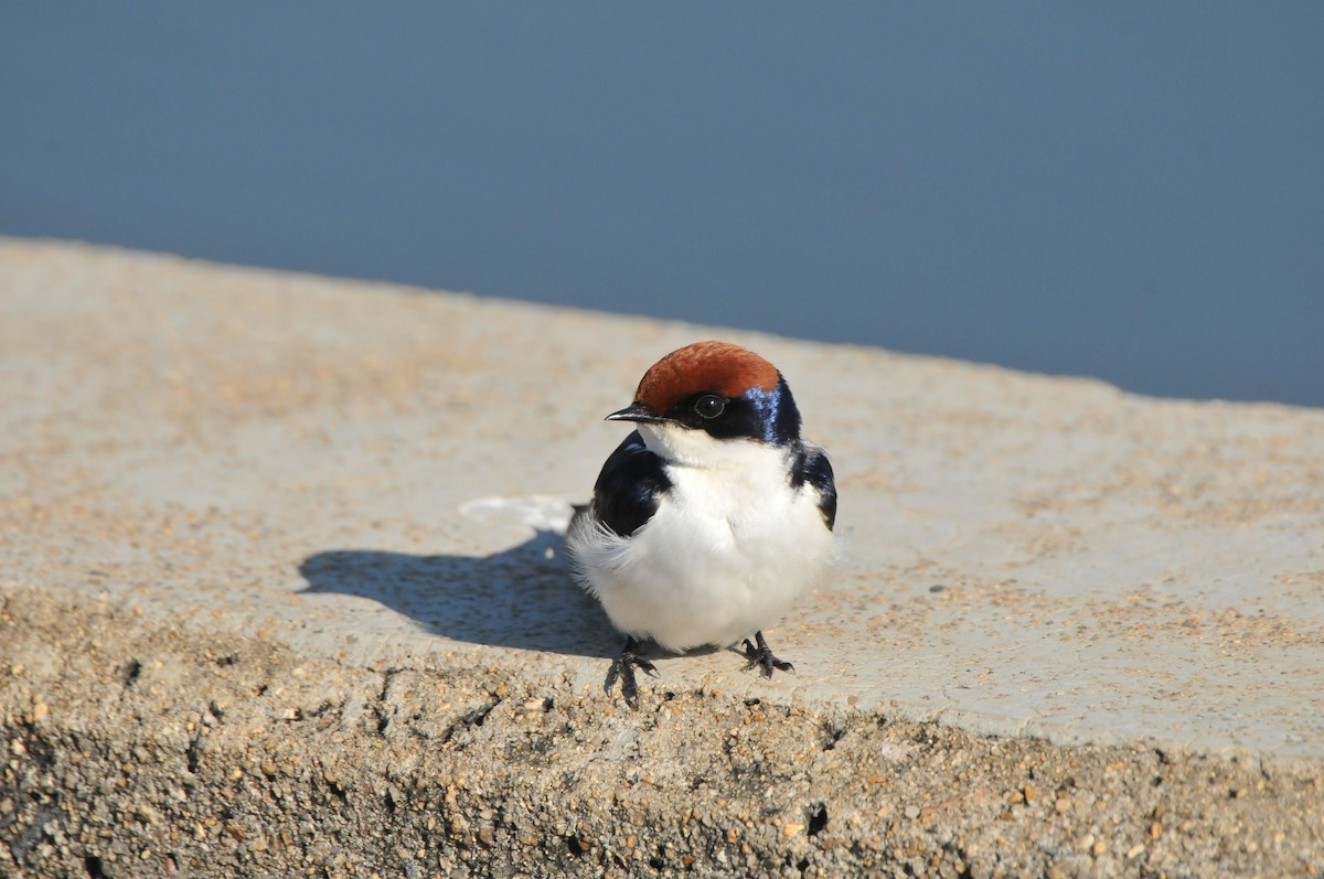 Wire-tailed Swallow - ML618983888
