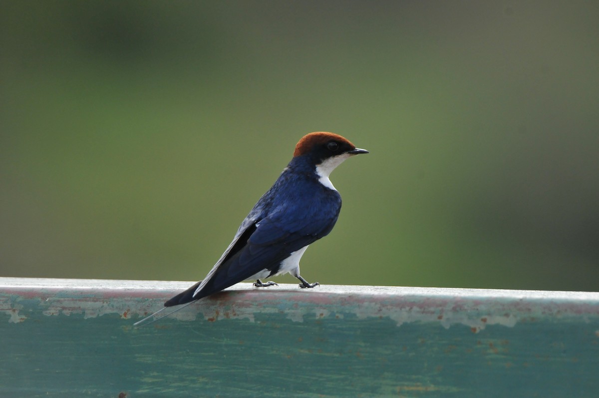 Wire-tailed Swallow - ML618983889