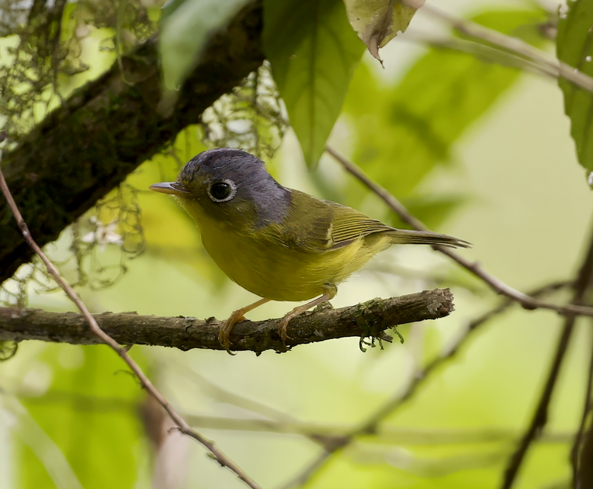 White-spectacled Warbler - ML618983914