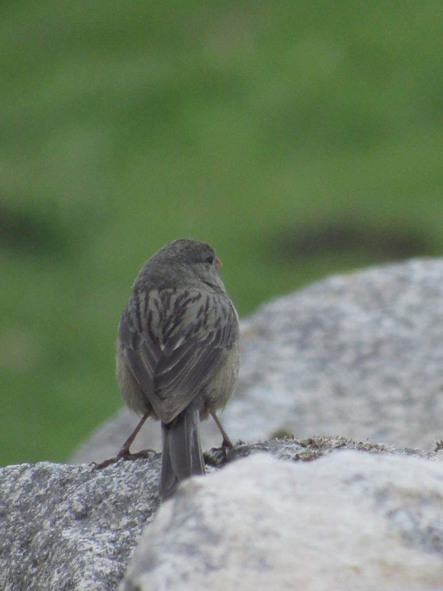 Plain-colored Seedeater - ML618983922