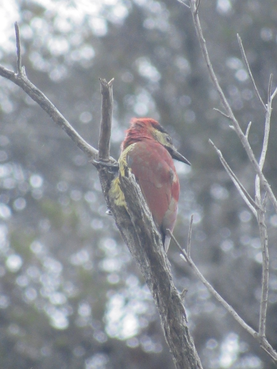 Crimson-mantled Woodpecker - ML618983932