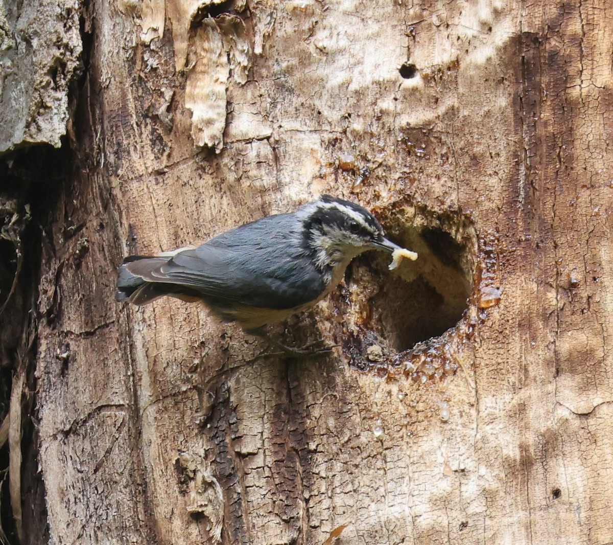 Red-breasted Nuthatch - Jordan Roderick