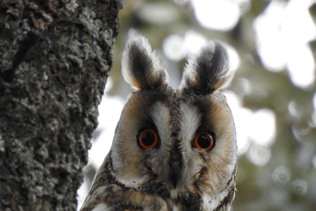 Long-eared Owl - ML618983994