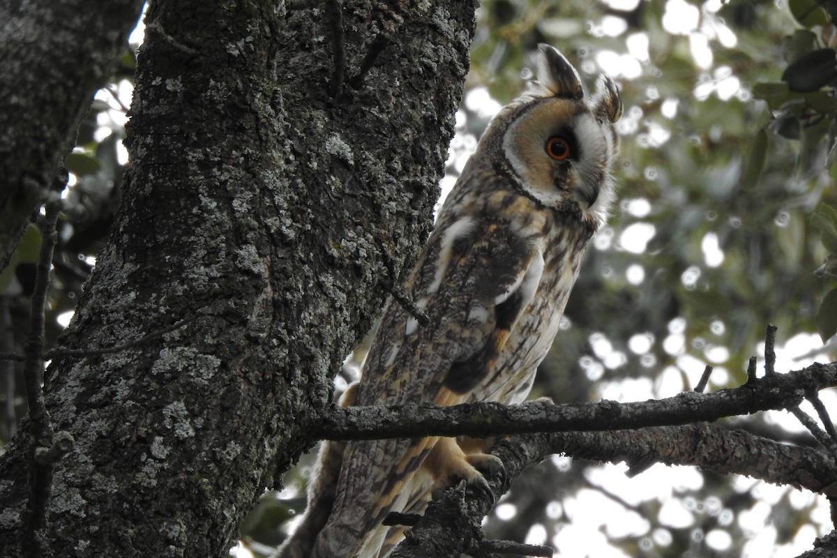 Long-eared Owl - ML618983996
