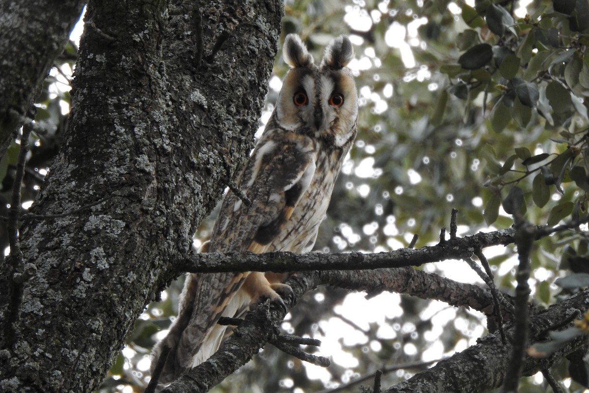 Long-eared Owl - ML618984000
