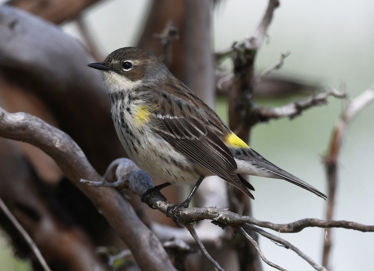 Yellow-rumped Warbler (Myrtle) - Joshua Vandermeulen