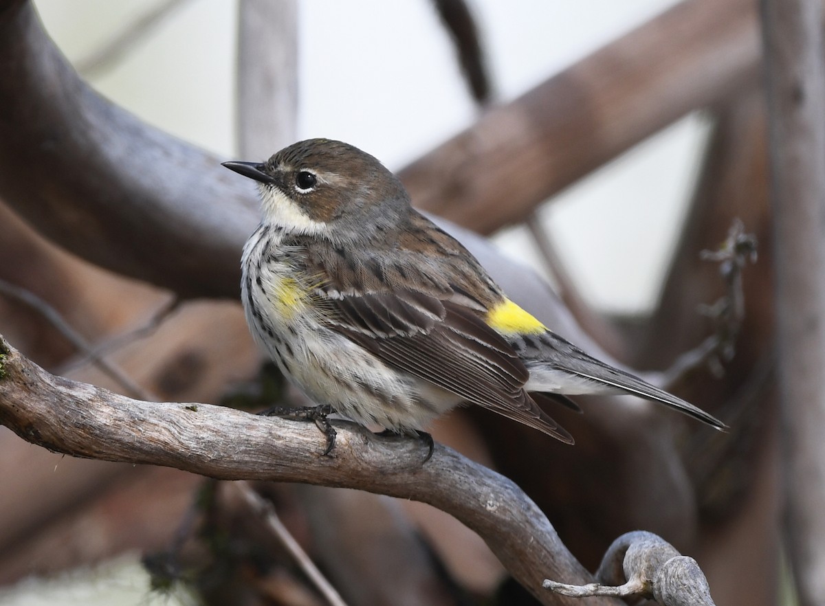 Yellow-rumped Warbler (Myrtle) - Joshua Vandermeulen