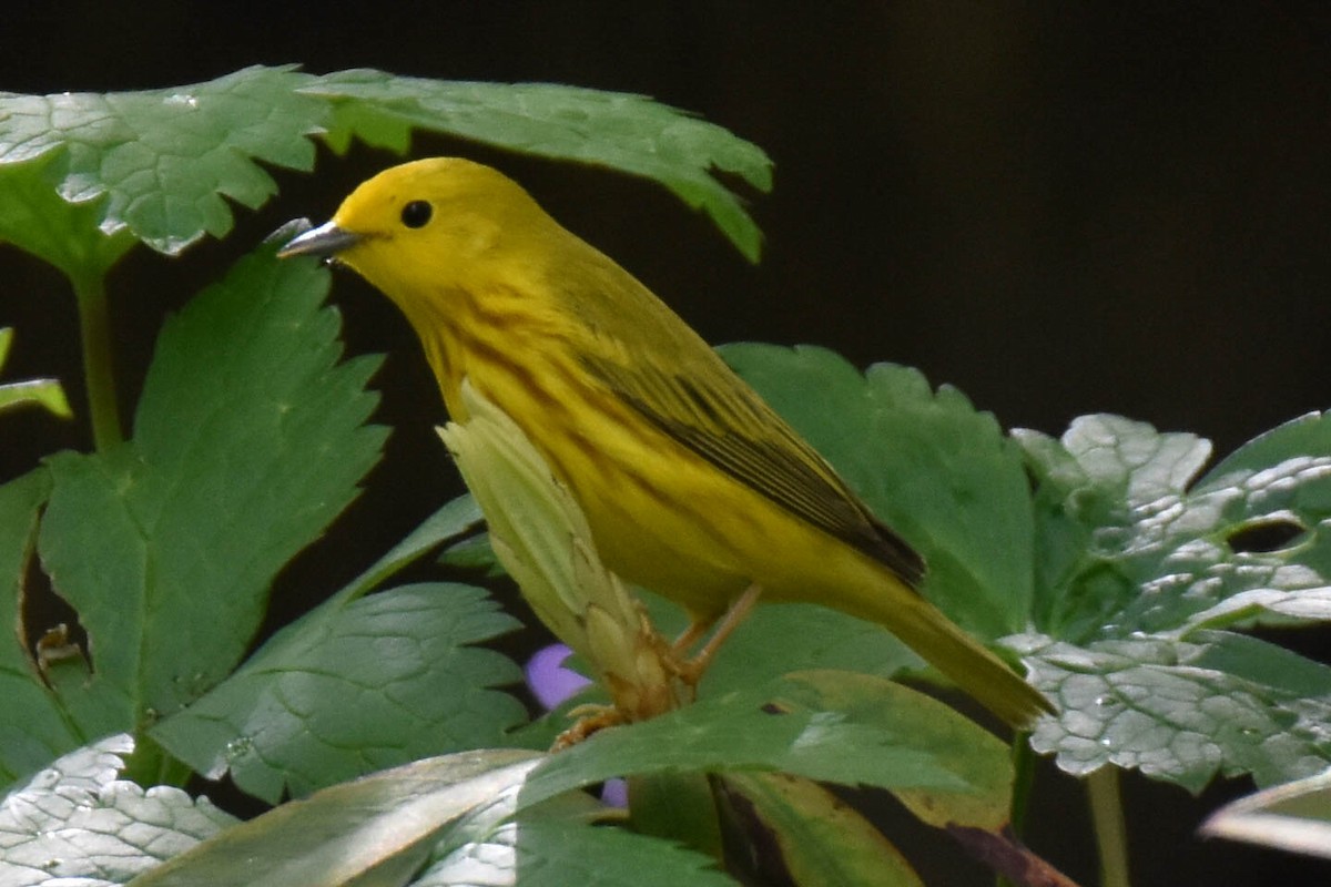 Yellow Warbler - Robert Foster