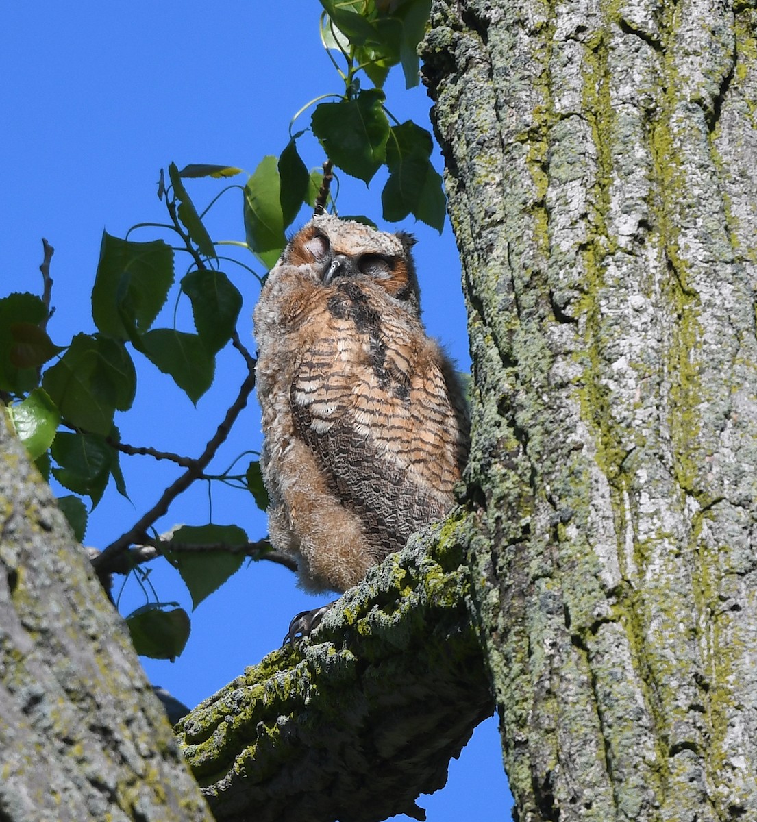 Great Horned Owl - ML618984043