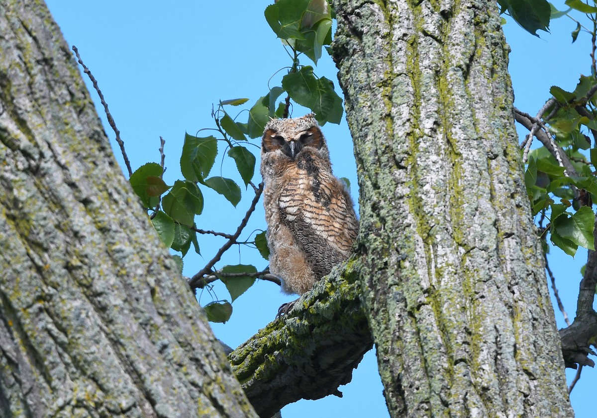 Great Horned Owl - ML618984044