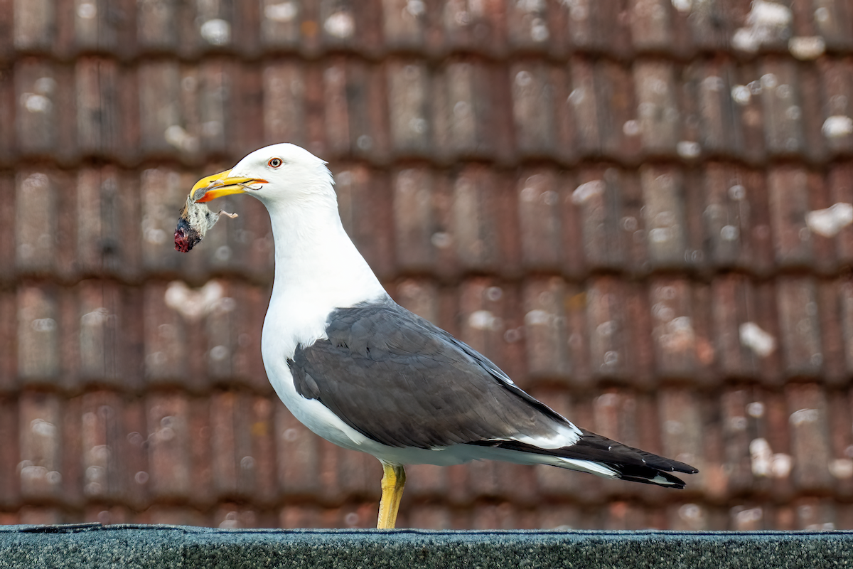 Lesser Black-backed Gull - ML618984100