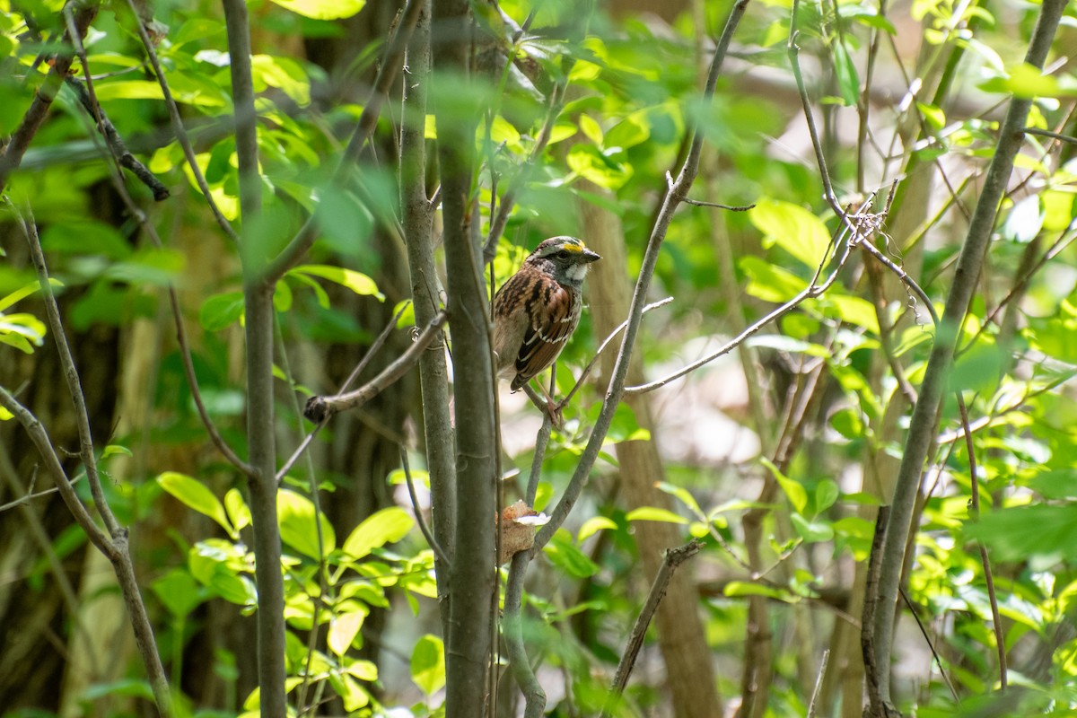 White-throated Sparrow - Madalin Bernt