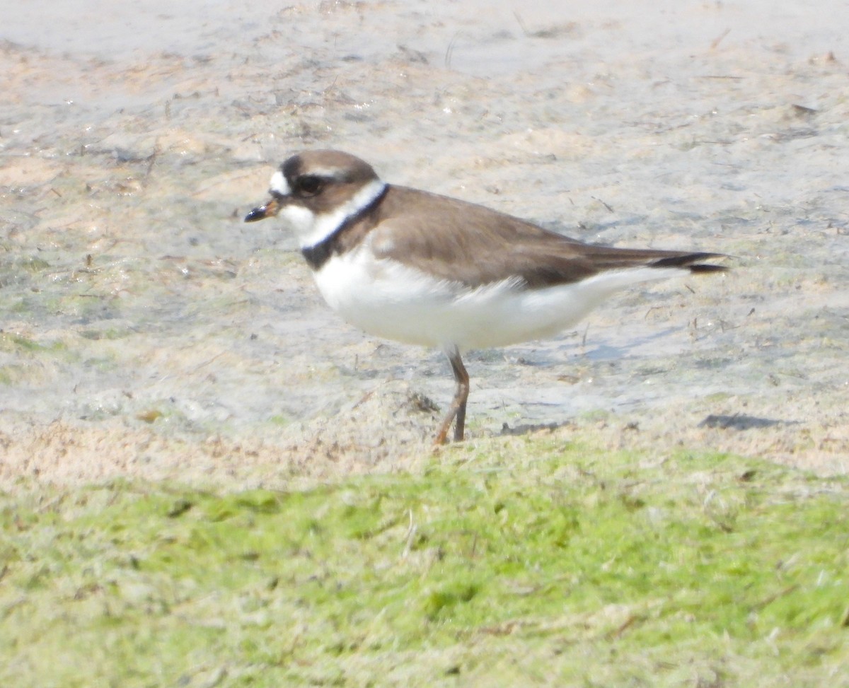 Semipalmated Plover - ML618984163