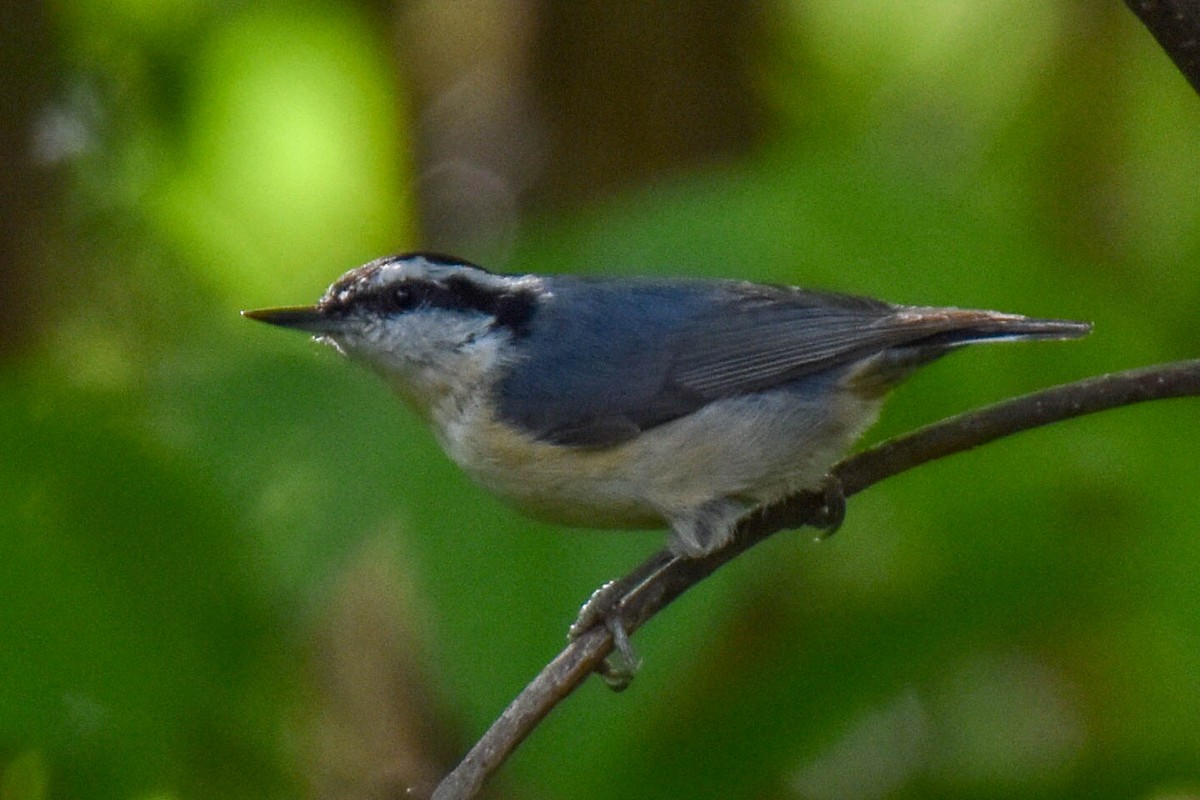 Red-breasted Nuthatch - ML618984164