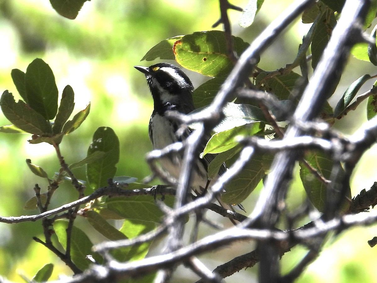 Black-throated Gray Warbler - John Amoroso