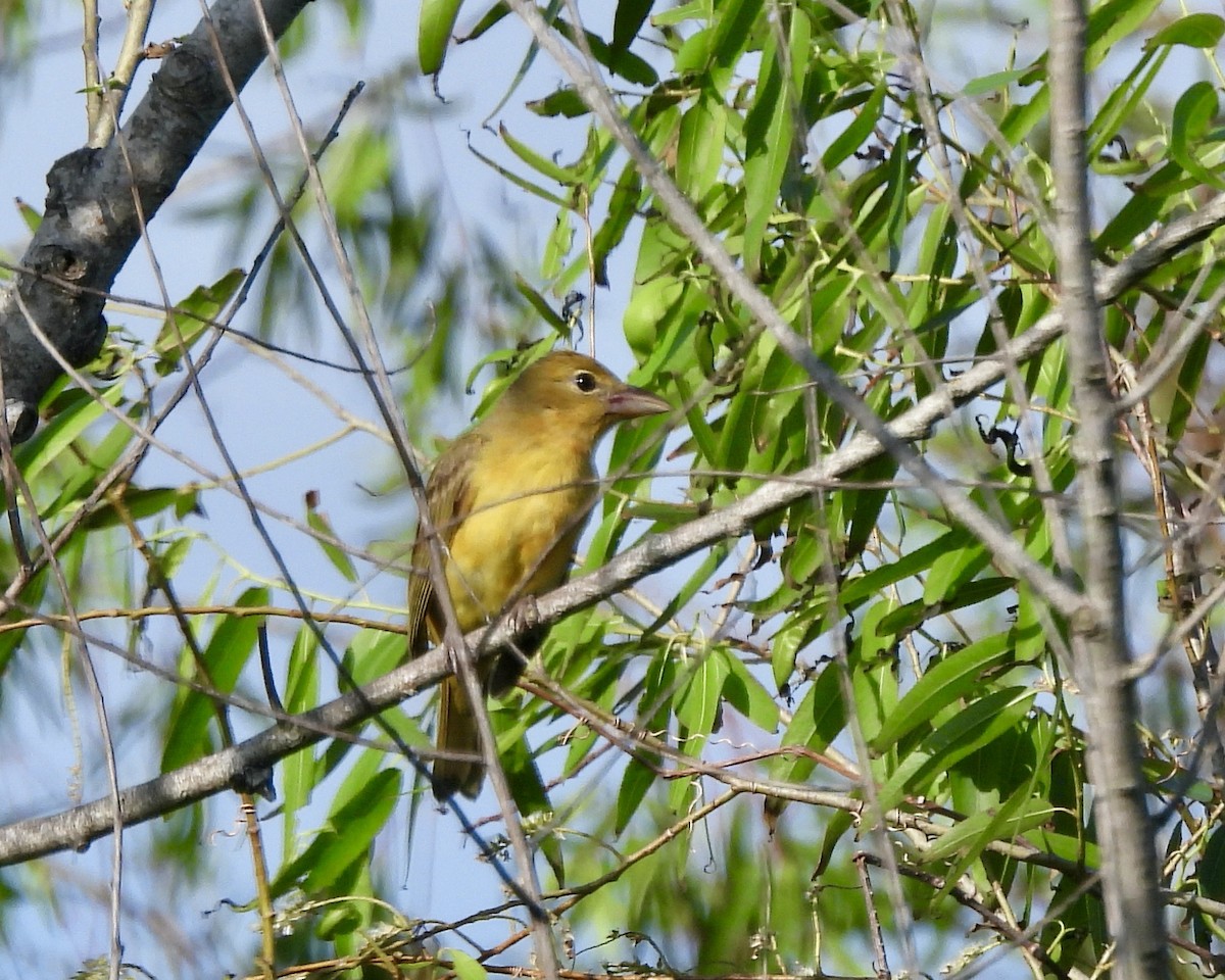 Summer Tanager - Deanna Griggs