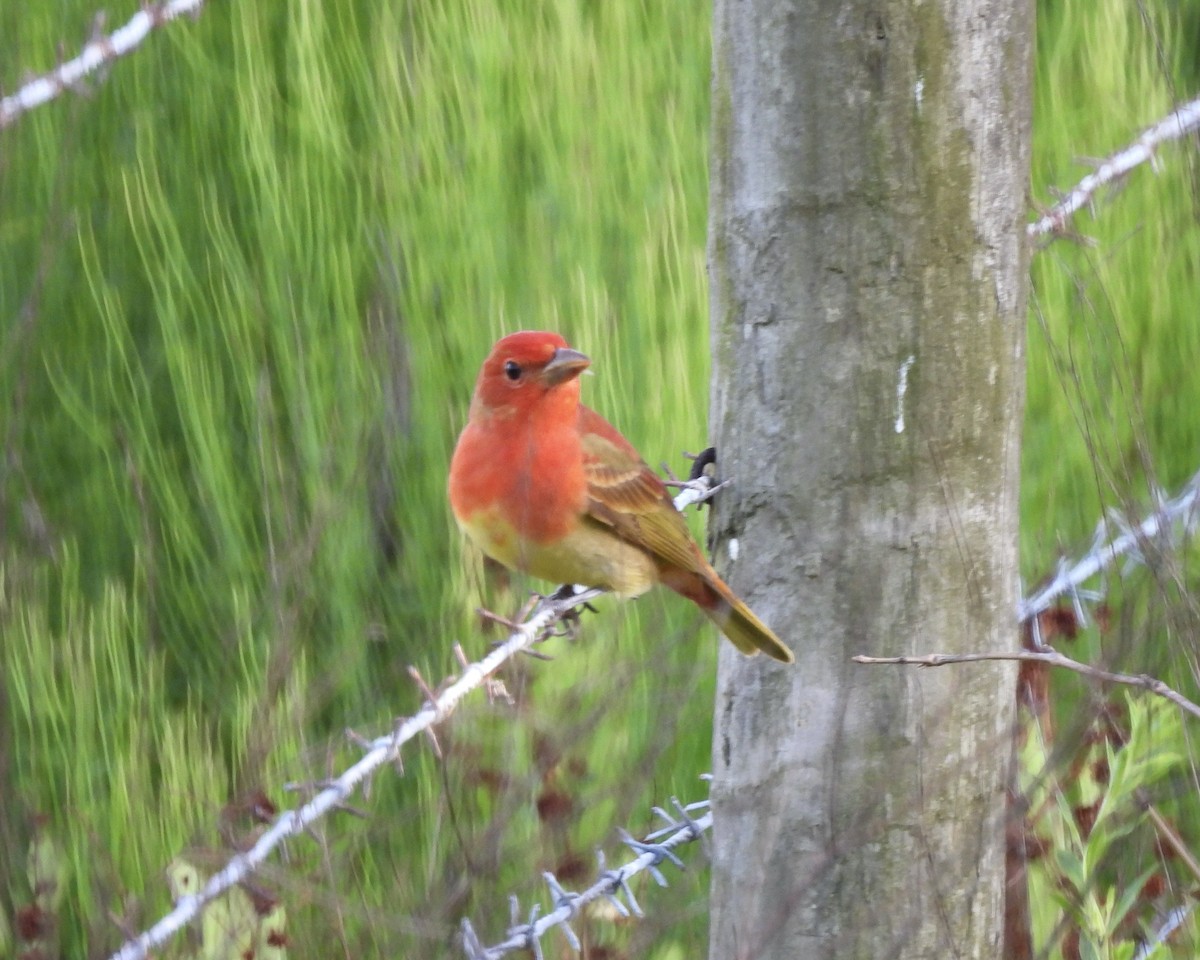 Summer Tanager - Deanna Griggs