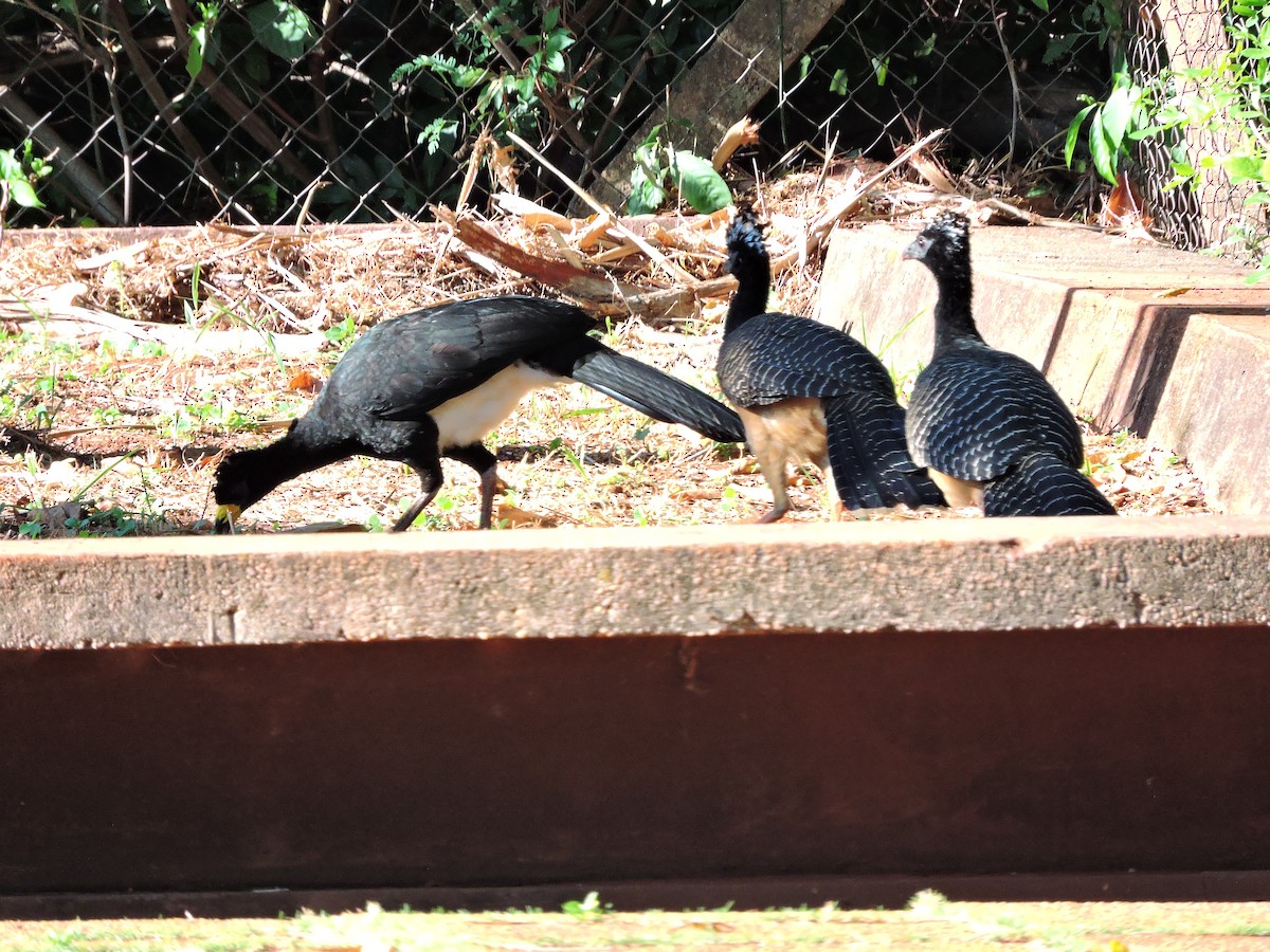 Bare-faced Curassow - ML618984284
